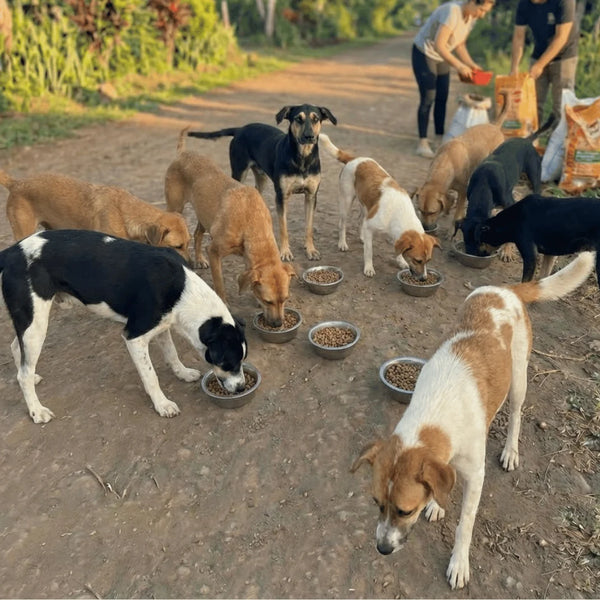 2. Hundreds of Photos from Feeding Operations, Published Every Month
