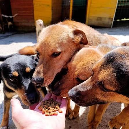 August 2026: The Dogs Got There First