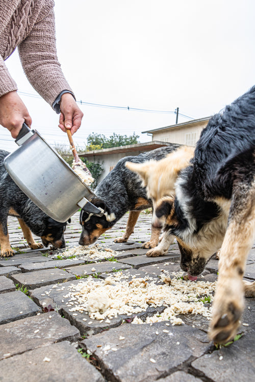 We help get meals to dogs