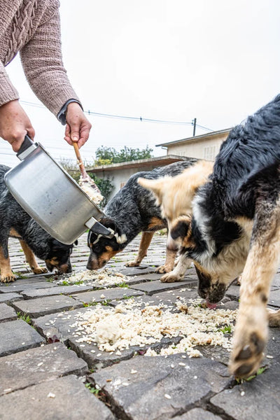 We help get meals to dogs